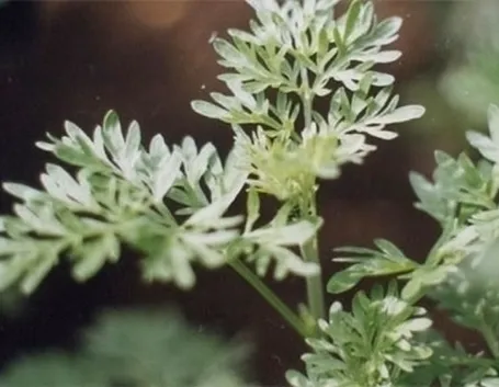 Cenni storici sulla pianta d'artemisia