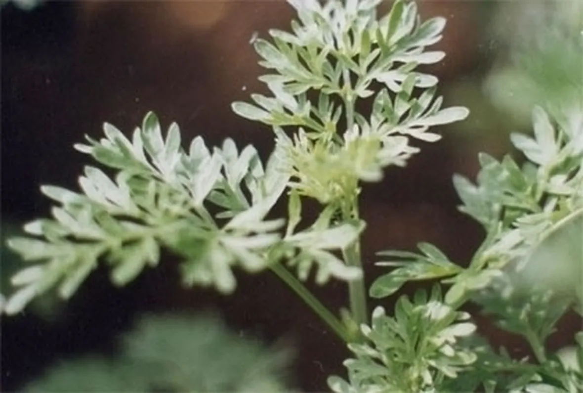 Cenni storici sulla pianta d'artemisia