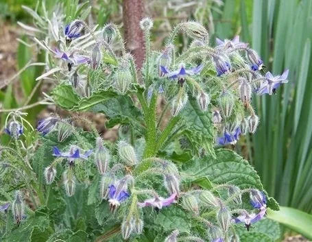 Come si utilizza l’olio di Borragine