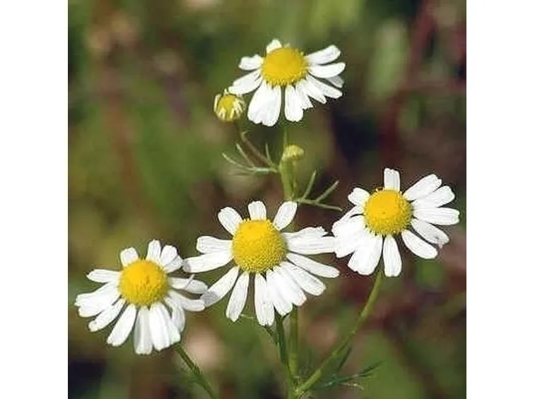 Concimare camomilla