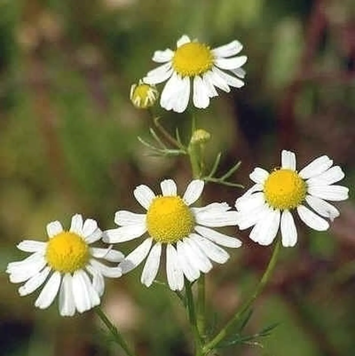 Concimare camomilla