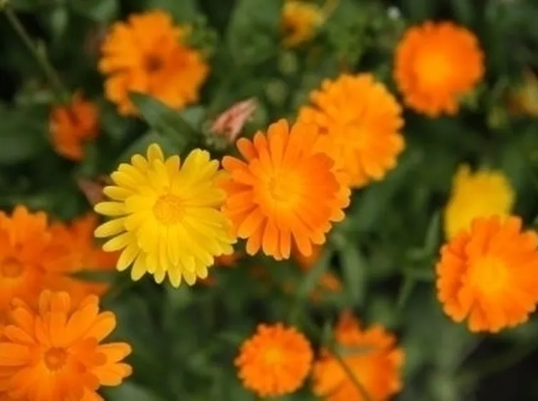 Concimazione calendula