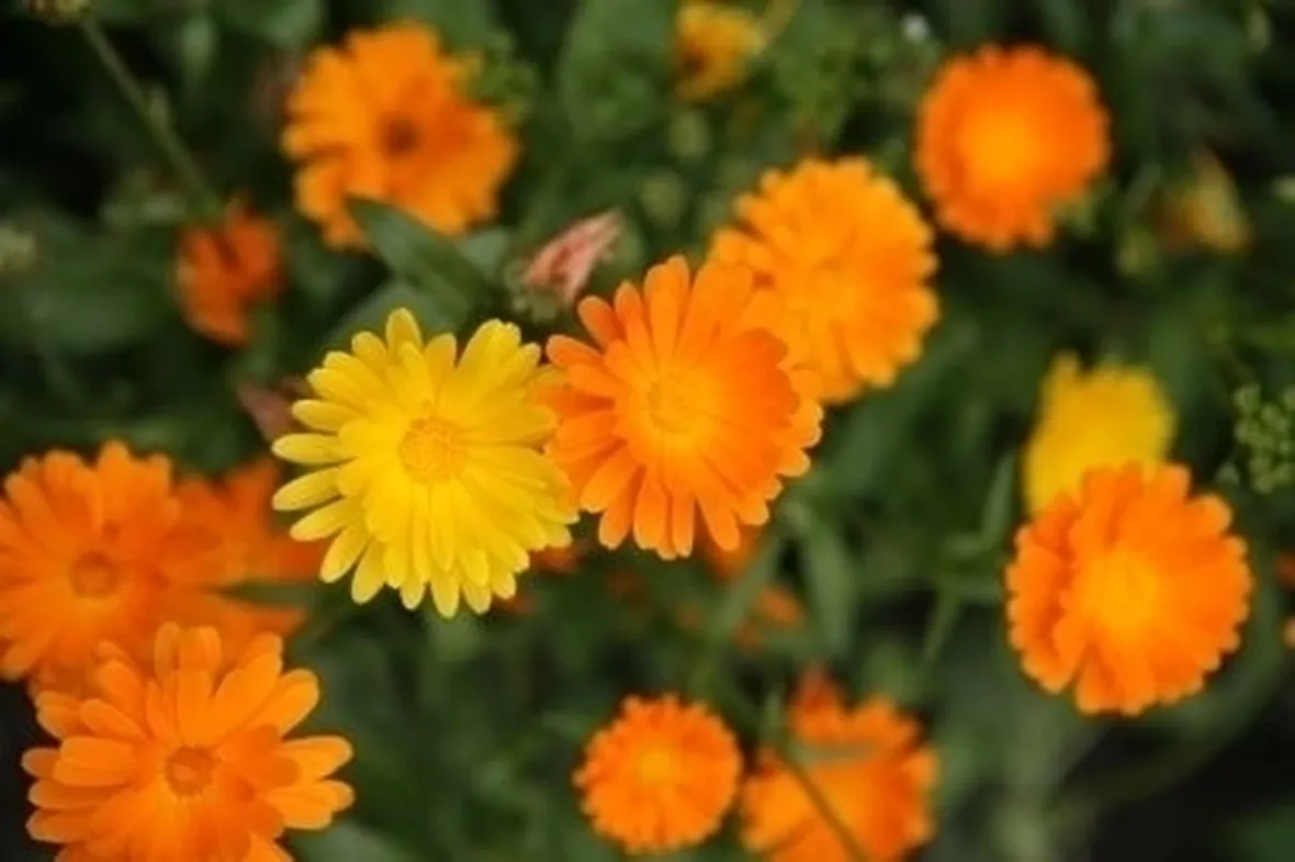 Concimazione calendula