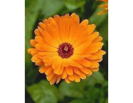 Descrizione della Calendula