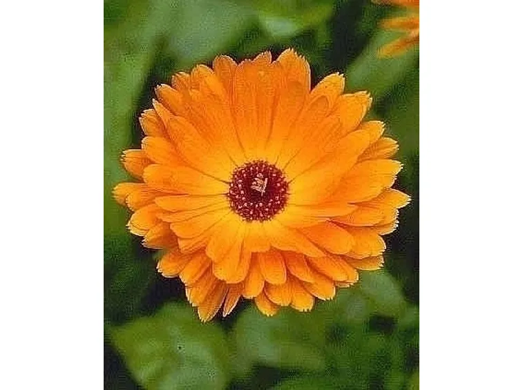 Descrizione della Calendula