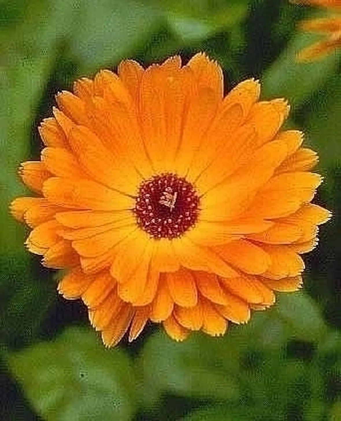Descrizione della Calendula
