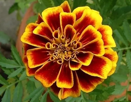 Dove trovare la crema alla calendula