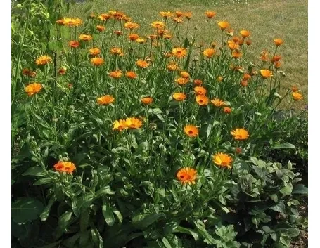 LA CALENDULA