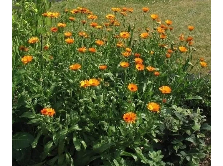 LA CALENDULA