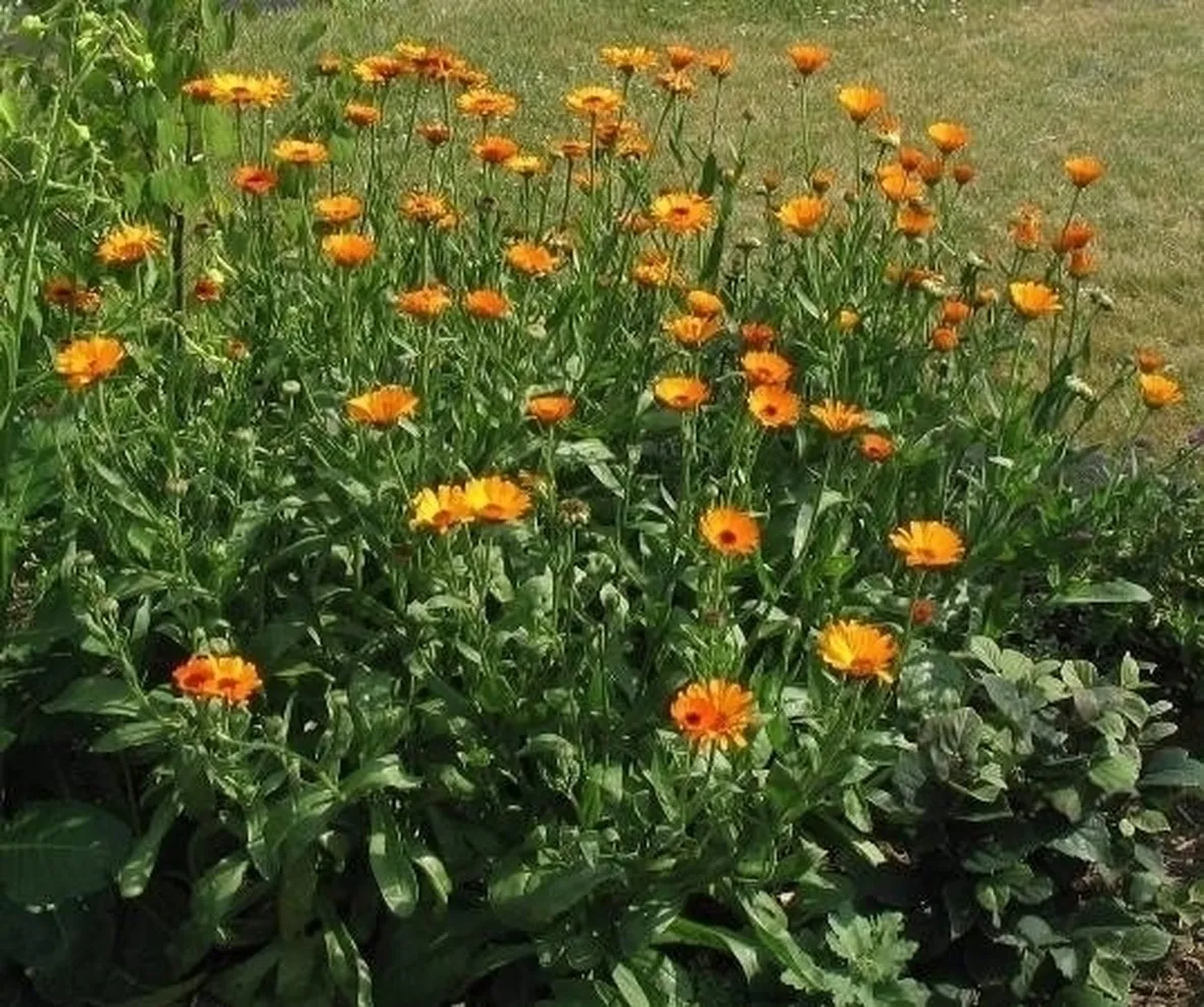 LA CALENDULA
