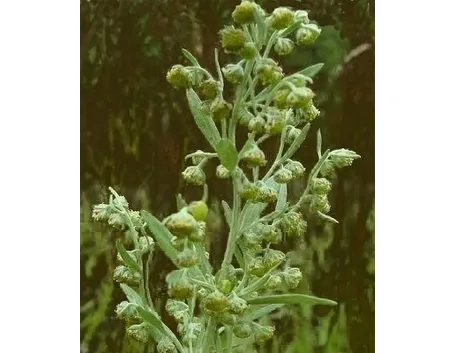 L'artemisia 