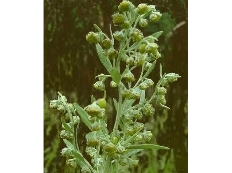 L'artemisia 