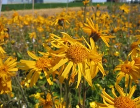 Perché usare le compresse di arnica