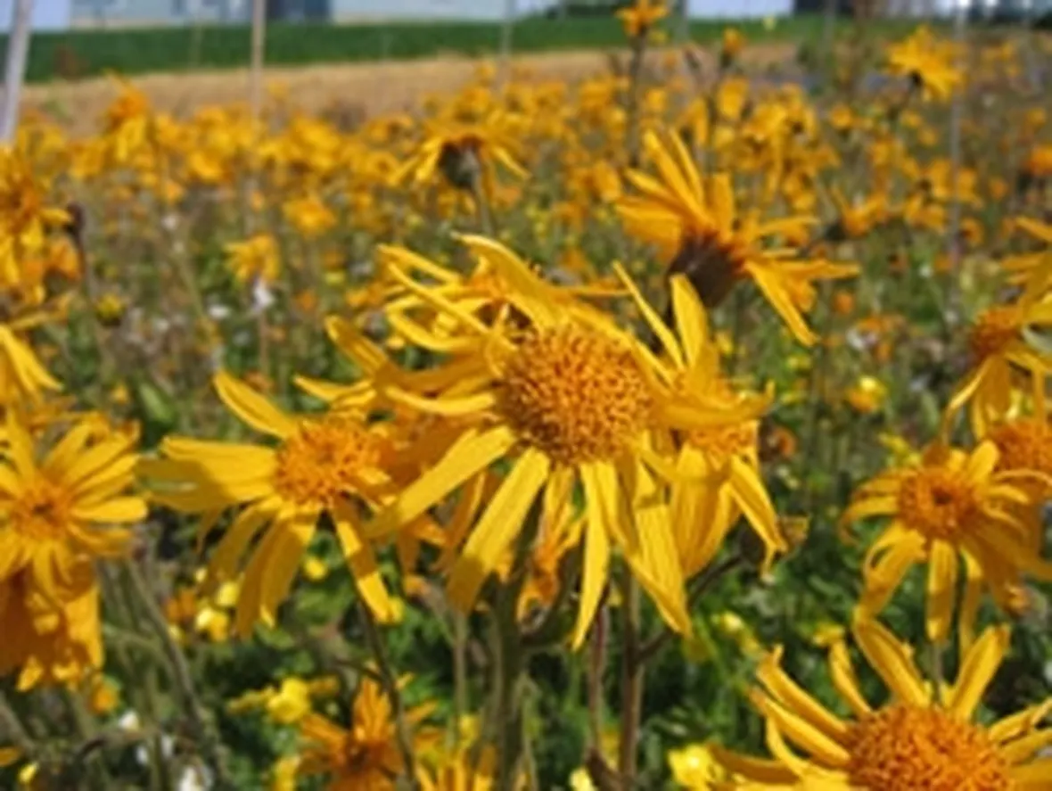 Perché usare le compresse di arnica