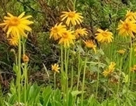 Principi attivi dell'Arnica