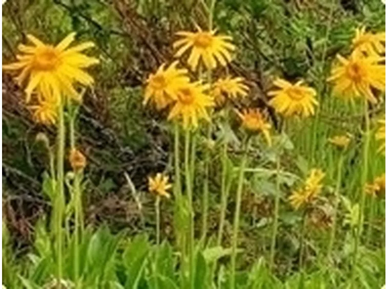 Principi attivi dell'Arnica