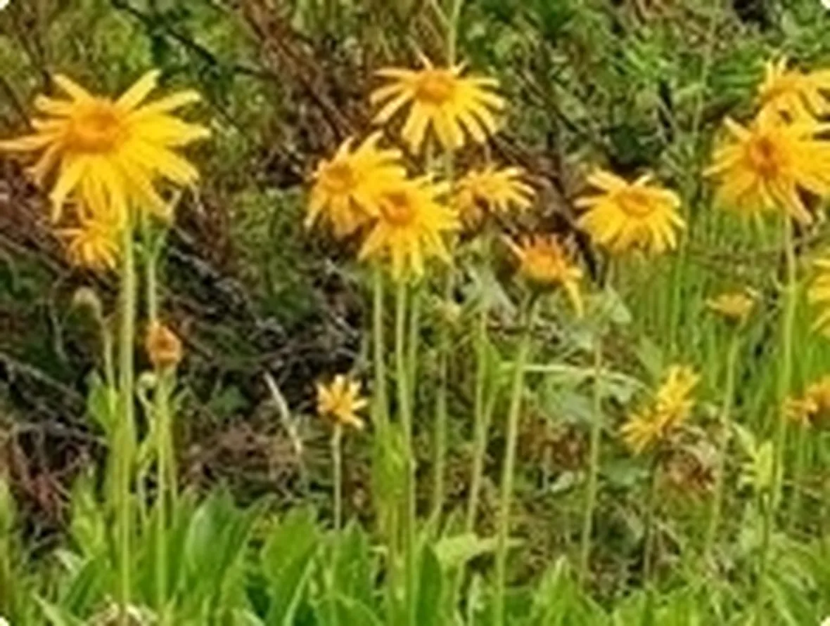 Principi attivi dell'Arnica