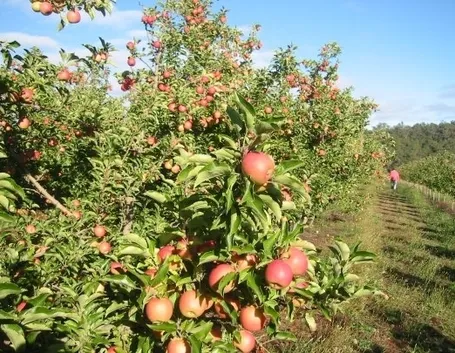 Frutteto-20