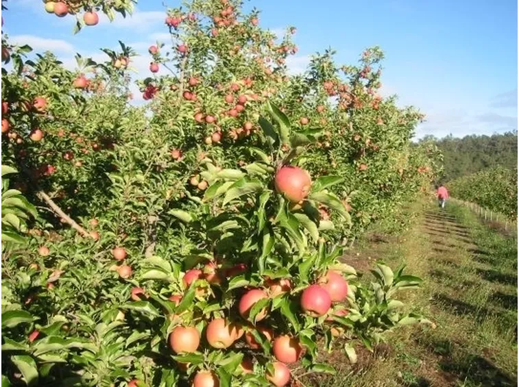 Frutteto-20