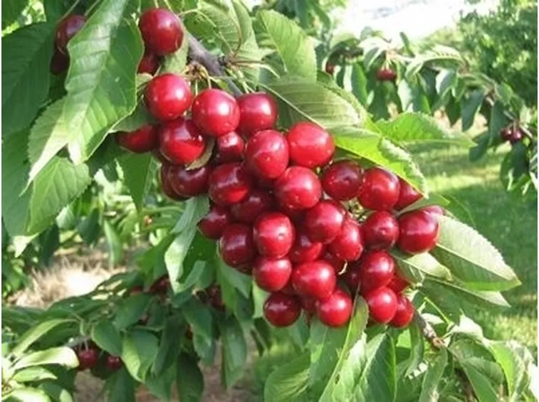 Risposta: concimare il frutteto