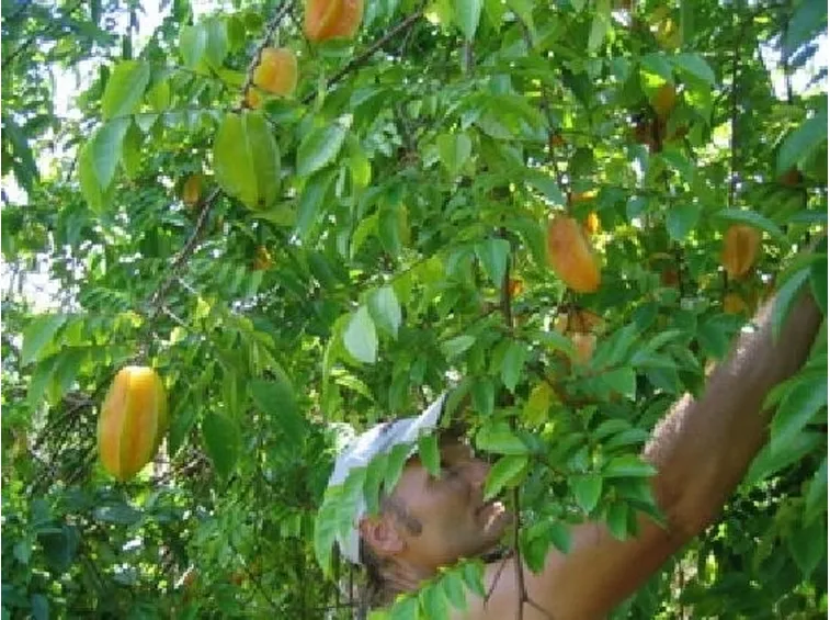 Frutteto-27