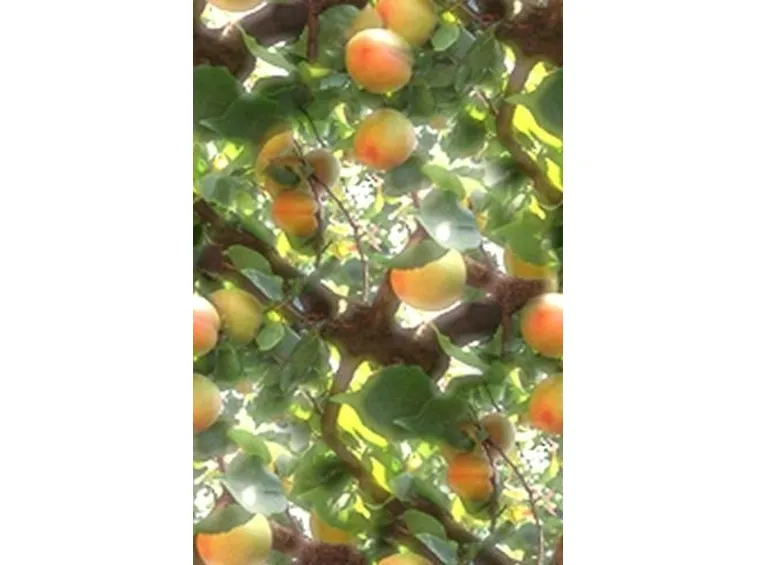 Frutteto-14