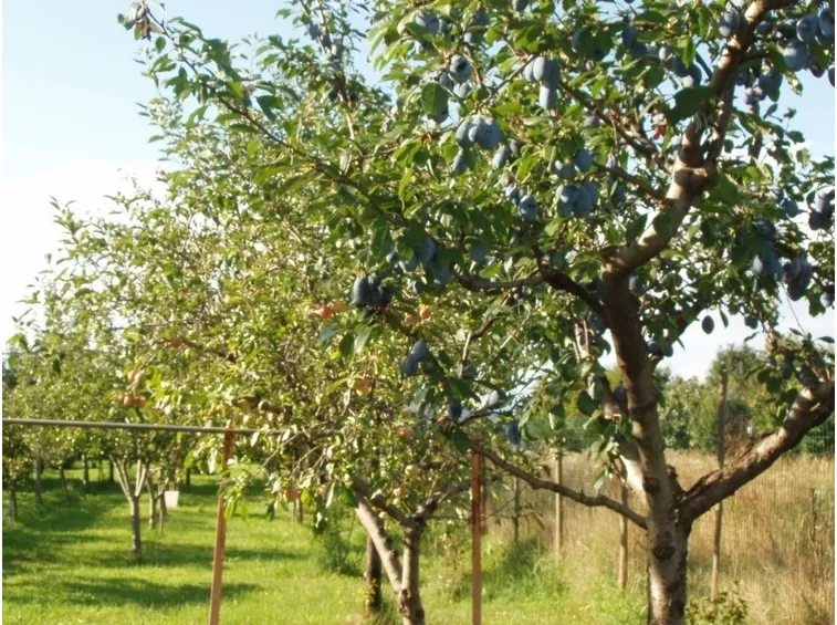 Frutteto-28