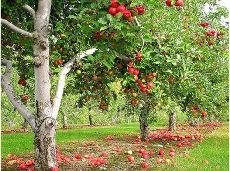 Frutteto