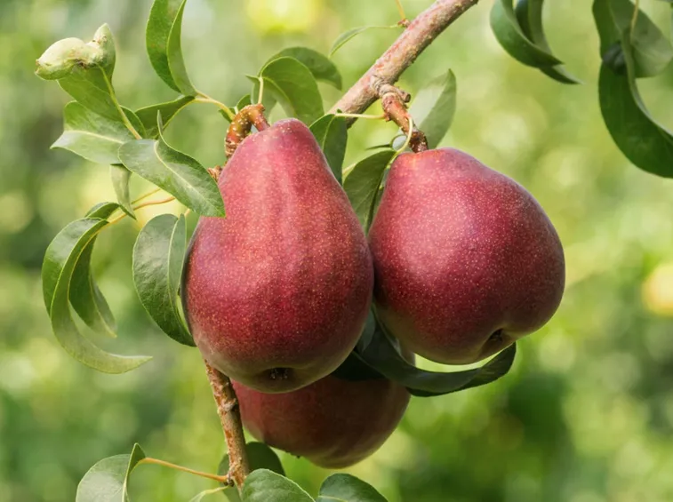 Frutteto-9