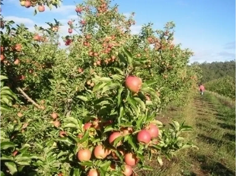 Per il vostro piccolo o grande frutteto dovete sapere che