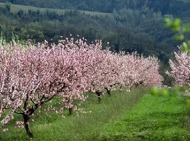Malattie nell’ orto e nel frutteto