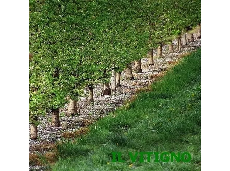 Frutteto-23