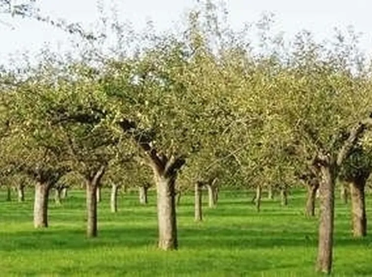 L'ananas: una pianta esotica nel frutteto di casa