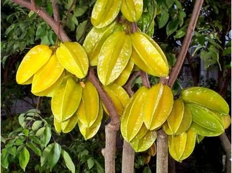 Frutti Tropicali
