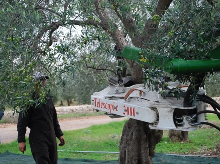 scuotitori per olive-3