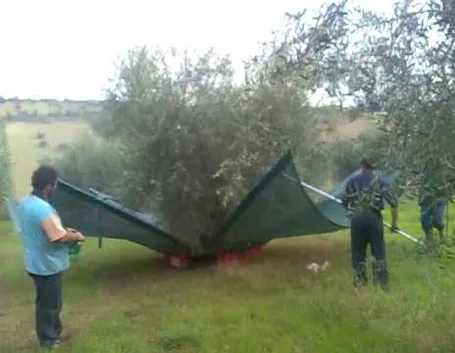 scuotitori per olive-7