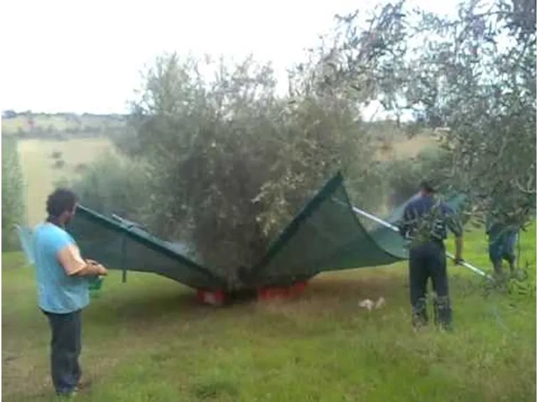 scuotitori per olive-7