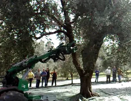 scuotitori per olive