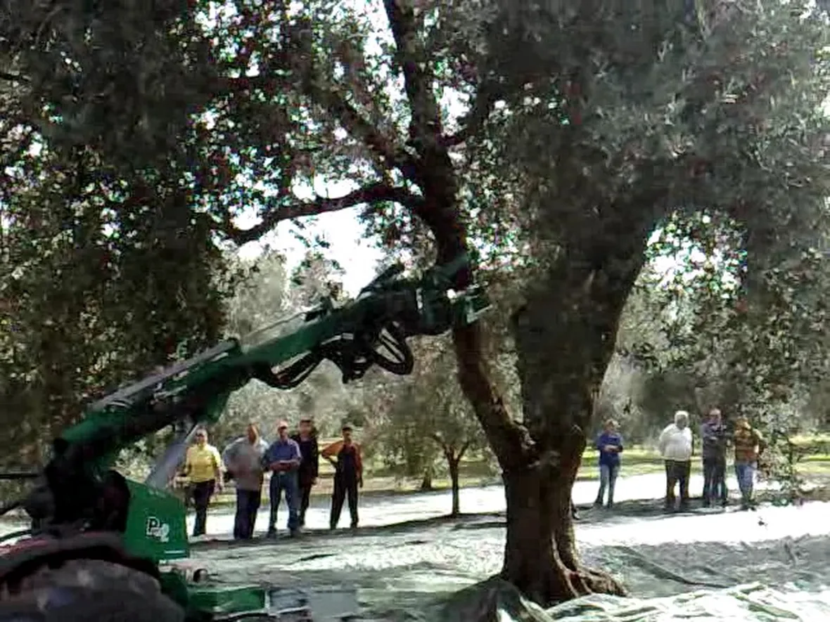 scuotitori per olive