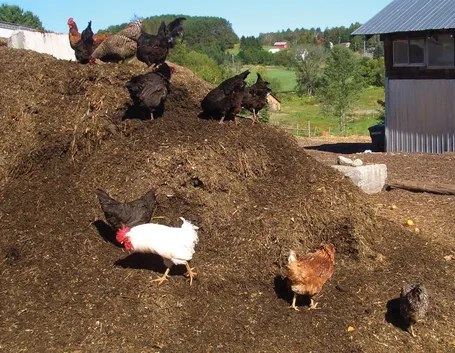 letame di gallina