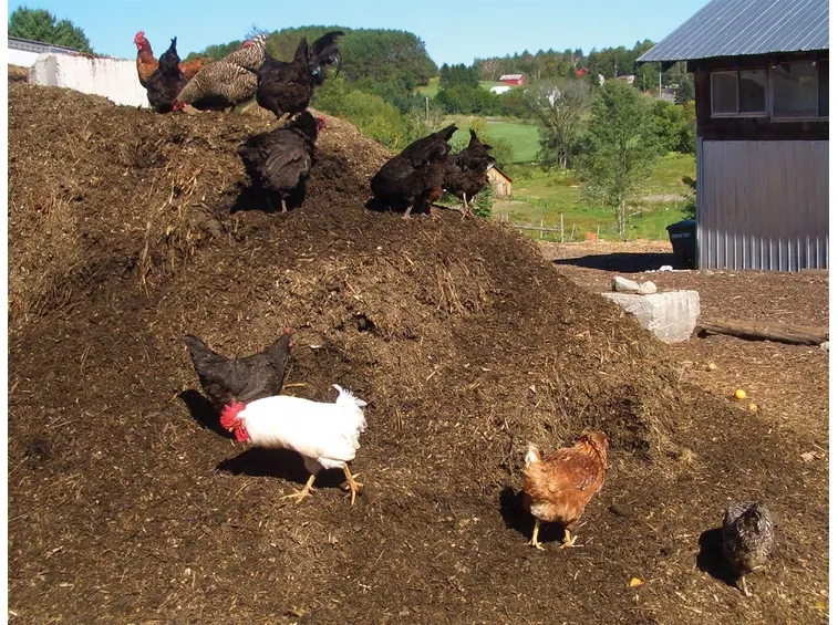 letame di gallina