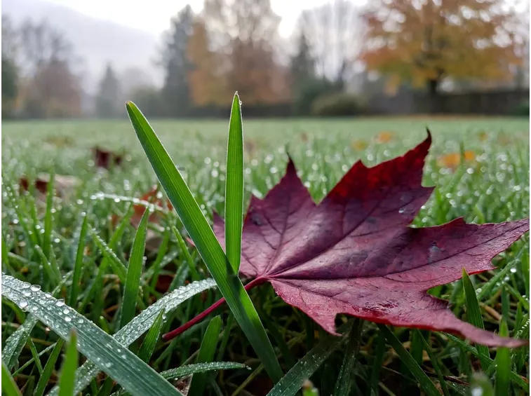 Cosa fa il potassio al prato prima dell'inverno