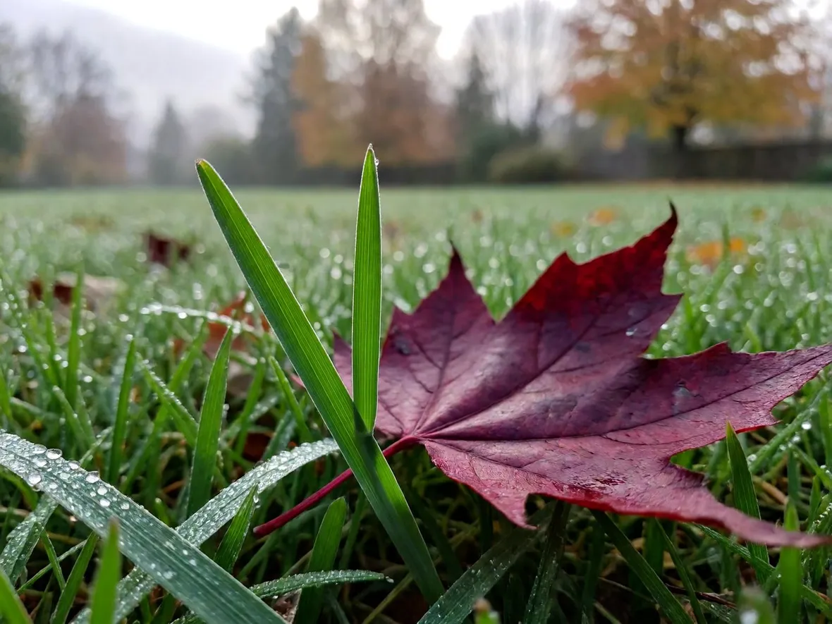 Cosa fa il potassio al prato prima dell'inverno