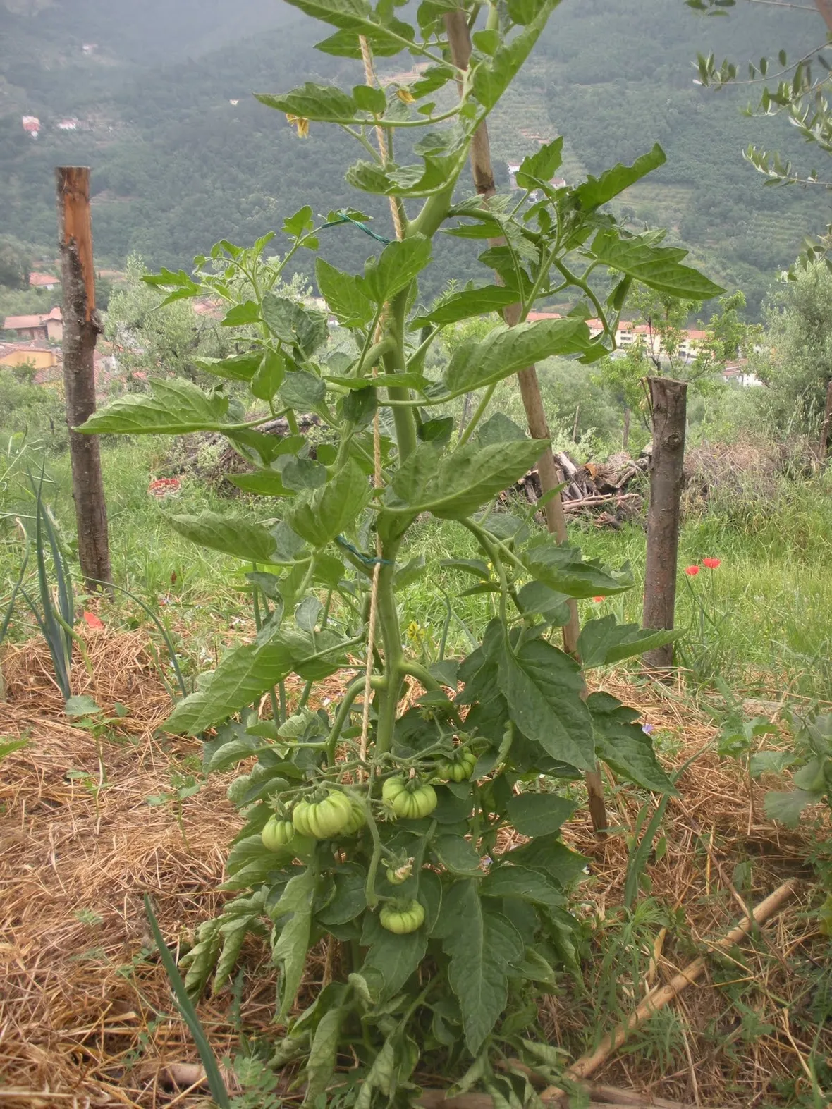 Concimi Minerali-2