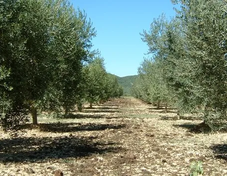 Varietà