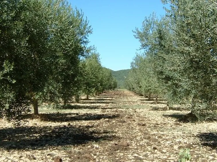 Varietà