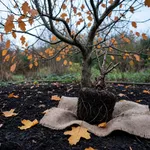 Perché il giardino si progetta in autunno e si vive in primavera