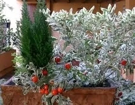 fioriere da balcone-7