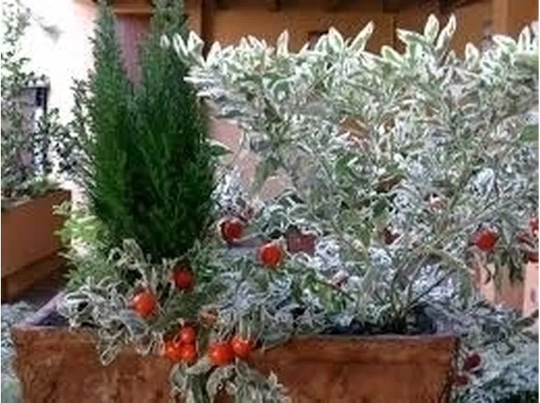 fioriere da balcone-7