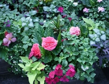 vasi e fioriere : Fioriere da balcone